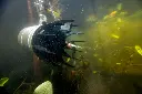 Kasco_AquatiClear_Underwater.webp